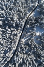 Aerial view of road leading through freshly snow-covered winter forest, Switzerland