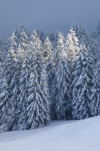 Freshly snow-covered spruce forest, Sattelegg, Schwyz, Switzerland