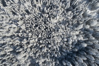 Bird's eye view of freshly snow-covered spruce forest, Sattelegg, Schwyz, Switzerland