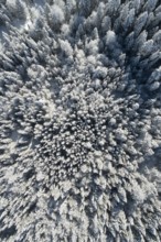 Bird's eye view of freshly snow-covered spruce forest, Sattelegg, Schwyz, Switzerland