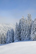 Freshly snow-covered spruce forest, Sattelegg, Switzerland