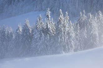 Freshly snow-covered spruce forest, Sattelegg, Schwyz, Switzerland