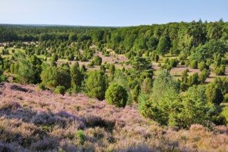 Trees and flowering heath at Steingrund in LÃ¼neburg Heath nature park Park, Lower Saxony, Germany