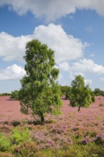 Birches and junipers in the blooming LÃ¼neburg Heath, Lower Saxony, Germany