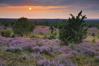 View from Wilseder Berg in LÃ¼neburg Heath nature park Park at sunset, Lower Saxony, Germany