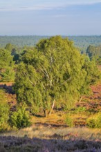 View from Wilseder Berg in LÃ¼neburg Heath nature park Park at sunrise, Lower Saxony, Germany