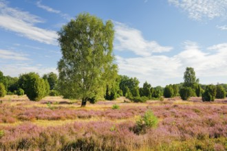 Birches and junipers in the blooming LÃ¼neburg Heath, Lower Saxony, Germany