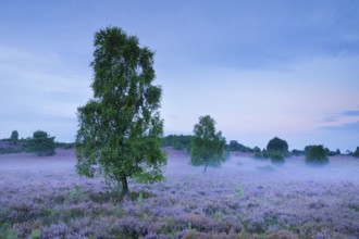 Wisps of mist drift around birches and junipers in the blooming LÃ¼neburg Heath, Lower Saxony,