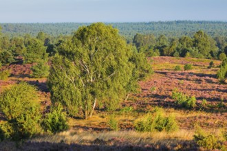 View from Wilseder Berg in LÃ¼neburg Heath nature park Park at sunrise, Lower Saxony, Germany