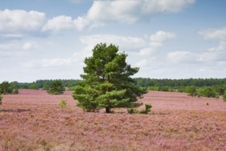 Single pine tree in the middle of the wide, blooming LÃ¼neburg Heath, Lower Saxony, Germany