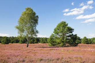 Free-standing birch and pine trees in the blooming LÃ¼neburg Heath, Lower Saxony, Germany