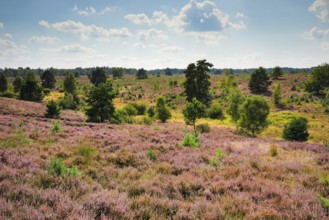 View over the blooming Osterheide with numerous trees in the LÃ¼neburg Heath nature park Park,