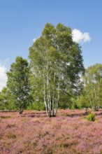 Large birch trees in the blooming LÃ¼neburg Heath, Lower Saxony, Germany