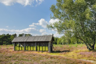 Beehives in the middle of the blooming LÃ¼neburg Heath, Lower Saxony, Germany