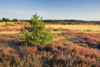 Trees and blooming heath near Oberhaverbeck in the LÃ¼neburg Heath nature park Park, Lower Saxony,