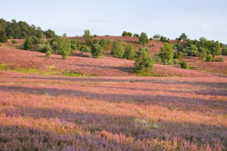 Trees and blooming heath at the foot of the Wilseder Berg, . LÃ¼neburg Heath nature park Park,