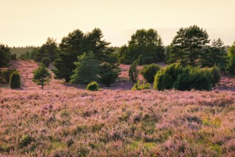 Trees and blooming heath in the evening light at Wilseder Berg, LÃ¼neburg Heath nature park Park,