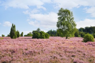 Birch and juniper trees in blooming heath near Wilsede, LÃ¼neburg Heath nature park Park, Lower