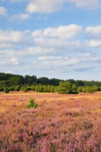 Trees and blooming heath near Oberhaverbeck in the LÃ¼neburg Heath nature park Park, Lower Saxony,