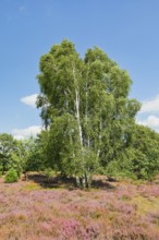 Large birch tree in the blooming LÃ¼neburg Heath, Lower Saxony, Germany