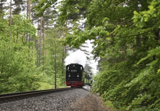 The Raging Roland, narrow-gauge railway, on RÃ¼gen, Mecklenburg-Vorpommern, Germany