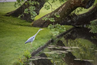 A grey heron stands motionless on the bank of a moat in Schwerin Palace Gardens,