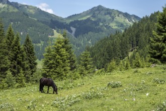 Horse in BÃ¤rgunttal, behind Walmendinger Horn, near Baad, Kleinwalsertal, AllgÃ¤u Alps,