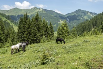 Horses in BÃ¤rgunttal, behind GÃ¼nhorn, Ochsenhofer Köpfle, Muttelbergkopf and Walmendinger Horn,