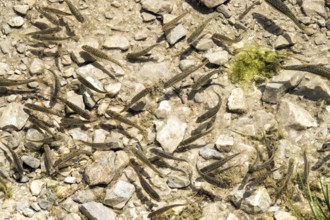 Small fish in GaiÃŸalpsee, near Oberstdorf, OberallgÃ¤u, AllgÃ¤u, Bavaria, Germany
