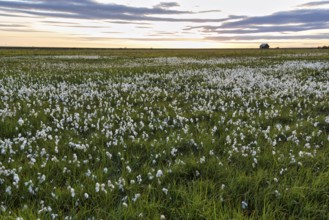 Cottongrass (Eriophorum) on a wet meadow, evening sky, South Iceland, Iceland