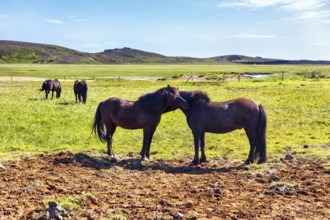 Icelandic horses, Icelandic ponies grazing in a meadow, KrÃ½suvÃ­k, Krisuvik, Reykjanes peninsula,