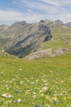 Mountain meadow full of flowers in front of a chain of mountains under a blue sky, Schlehrn hike,