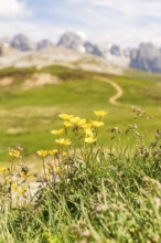Yellow flowers in a green meadow against a mountain backdrop, nature in full bloom, Schlehrn hike,