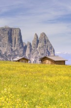 Two wooden huts stand in a flowering meadow in front of an impressive mountain range, Schlehrn