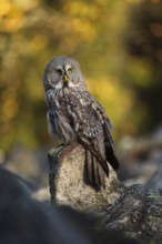 Bright autumn colours... Bearded owl (Strix uralensis), common owl in northern Scandinavia uses a