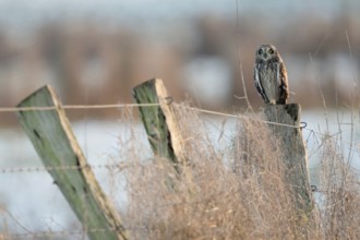 Surprising encounter... Short-eared owl (Asio flammeus) in North Rhine-Westphalia, rare, often