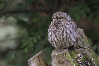 In a pollarded ash tree... Little owl (Athene noctua), small, widespread native owl sits thickly