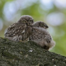 High up in an old tree... Little owl (Athene noctua), two probably not yet fledged little owls,