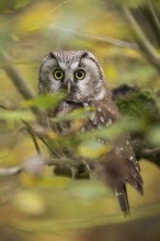 Big yellow eyes... Great horned owl (Aegolius funereus) sits hidden in autumn leaves, looks wide