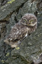Young owl... Little owl (Athene noctua), not yet fledged owlet sits, perches in the bark of a tree,
