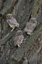 Siblings... Little owl (Athene noctua), three young little owls sitting together in the bark of a