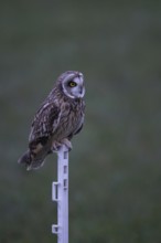 Modern pasture management... Short-eared owl (Asio flammeus), highly endangered, threatened native,