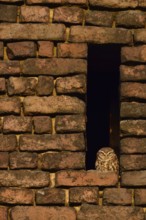 Little owl... Little owl (Athene noctua), owl, little owl, perches in the owl hole of an old brick