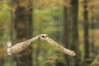 Silent... Barn owl (Tyto alba) in flight through an autumn forest, flying, native, widespread,