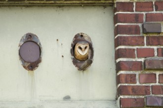 In the old transformer house... Barn owl (Tyto alba) hatching from the entrance hole to its
