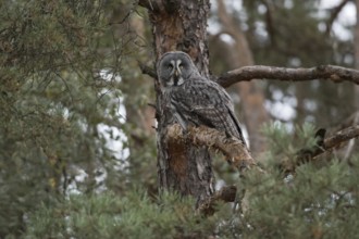 Hunting from a hide... Bearded Owl (Strix nebulosa) sits well hidden, concealed in the branches of