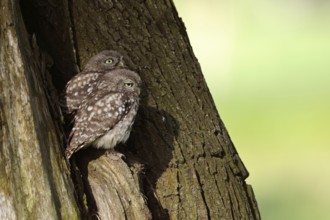Young owls... Little owl (Athene noctua), two little owls, presumably siblings, sitting next to