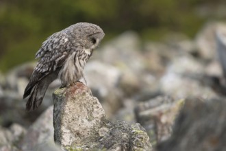 Bearded owl (Strix nebulosa), Nordic owl species, sits exposed on a rock, seems to be hunting,