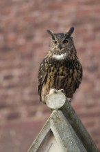 European eagle owl (Bubo bubo), adult, mating male, sitting on a church gable, urban, urban