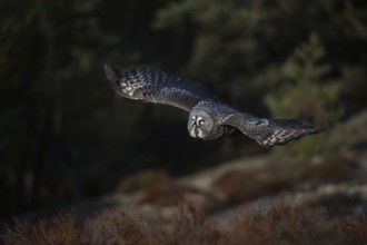 Fast gliding flight... Bearded owl (Strix nebulosa), characteristic owl of Nordic countries in